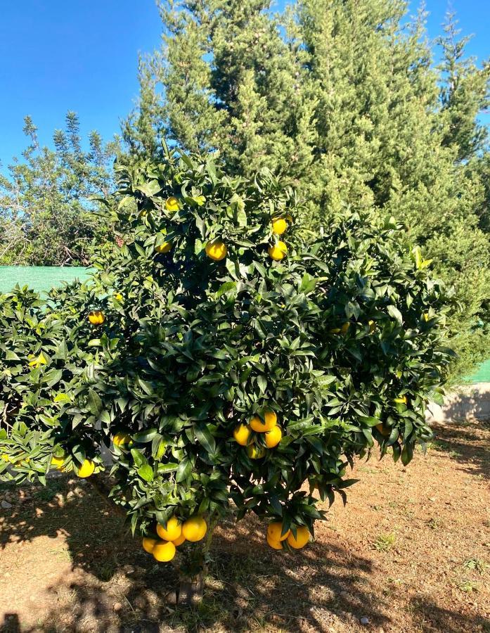 Casa Dominaty Bed and Breakfast Cálig Εξωτερικό φωτογραφία
